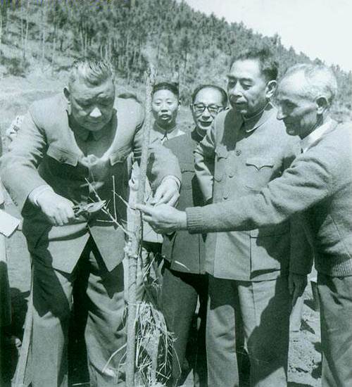 1964年3月，閻紅彥與周恩來總理一起在昆明海口林場種植阿爾巴尼亞油橄欖