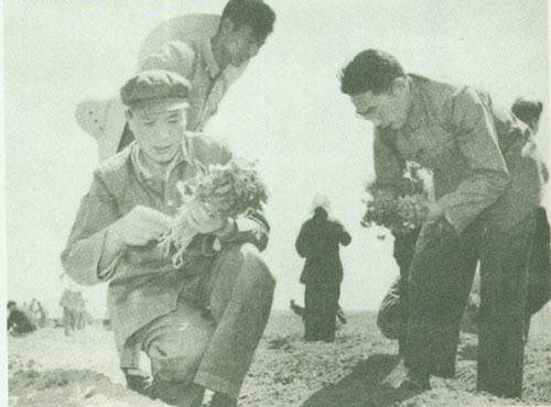 1956年，王新亭幫助群眾插紅薯秧