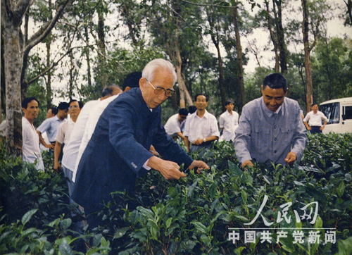 王震在海南島農場茶園採茶