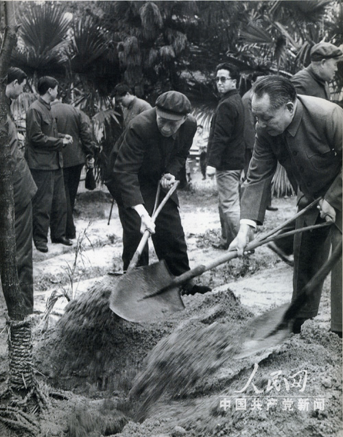 1984年2月，王震和鄧小平在廈門特區萬石岩植物公園植樹。